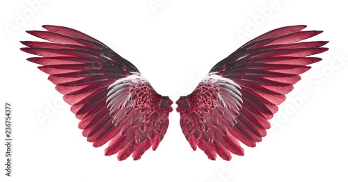 red wings of bird on white background