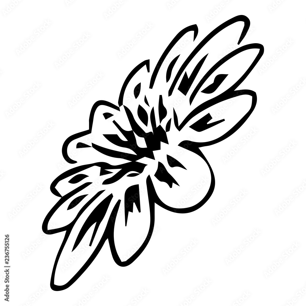 Flower bud. Vector illustration of a flower. Hand drawn flower.
