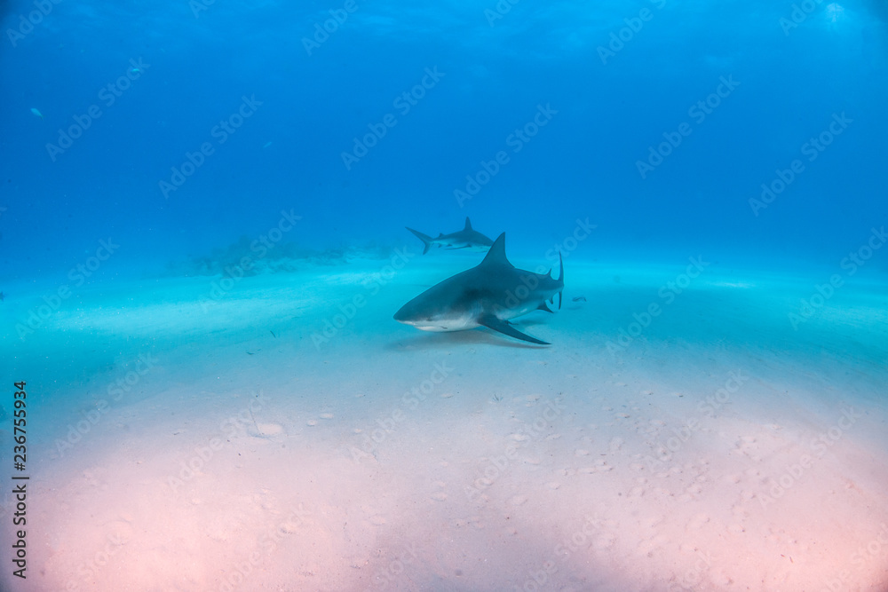 Fototapeta premium Bull shark at the Bahamas