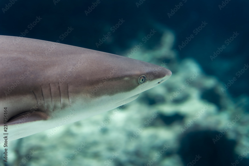 Naklejka premium requin