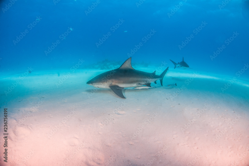 Fototapeta premium Bull shark at the Bahamas