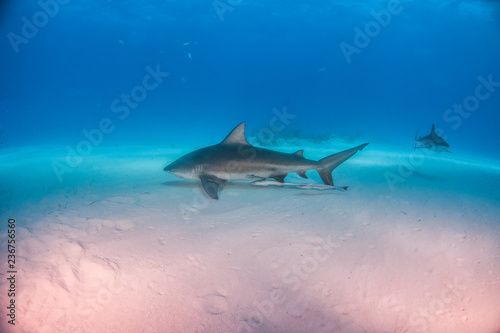 Bull shark at the Bahamas