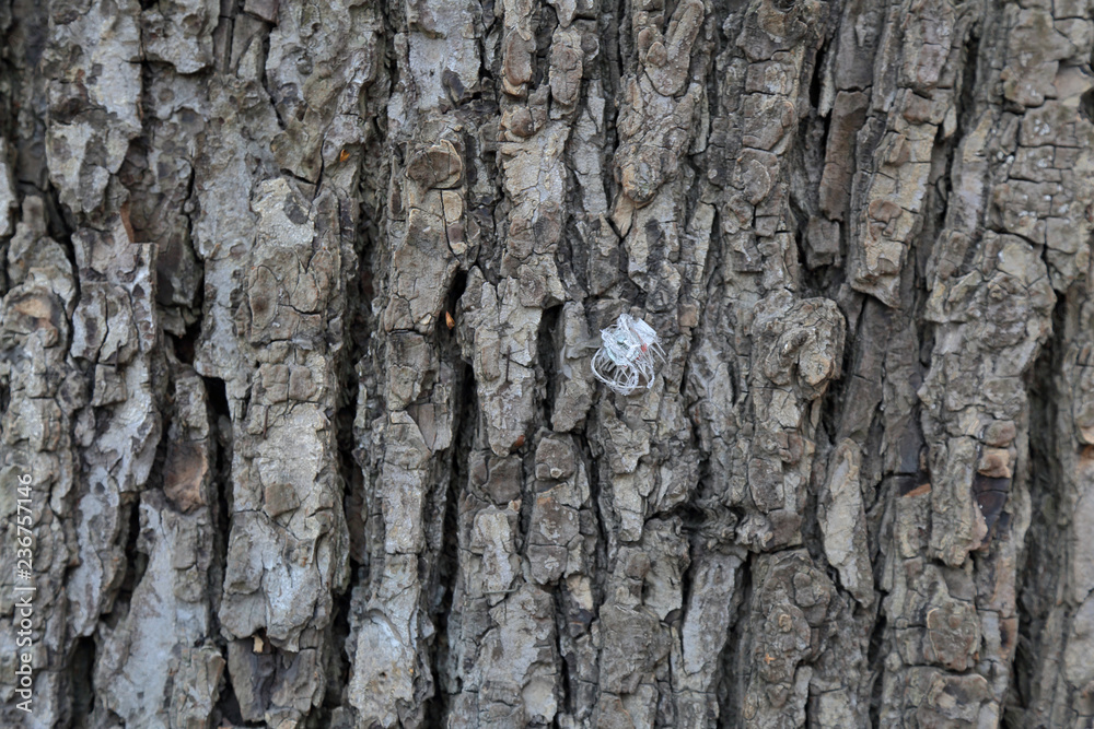 The textured surface of the bark of the old perennial deciduous tree The textured surface of the bark of the old perennial deciduous tree