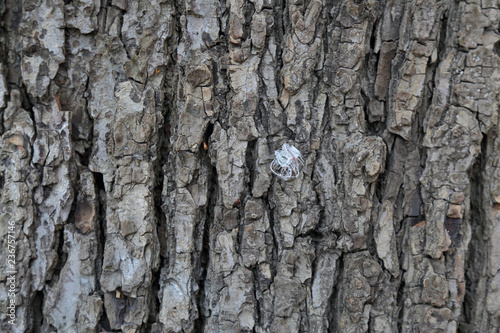 Fototapeta Naklejka Na Ścianę i Meble -  The textured surface of the bark of the old perennial deciduous tree