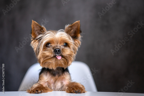Fotografia Dog Yorkshire Terrier at the table