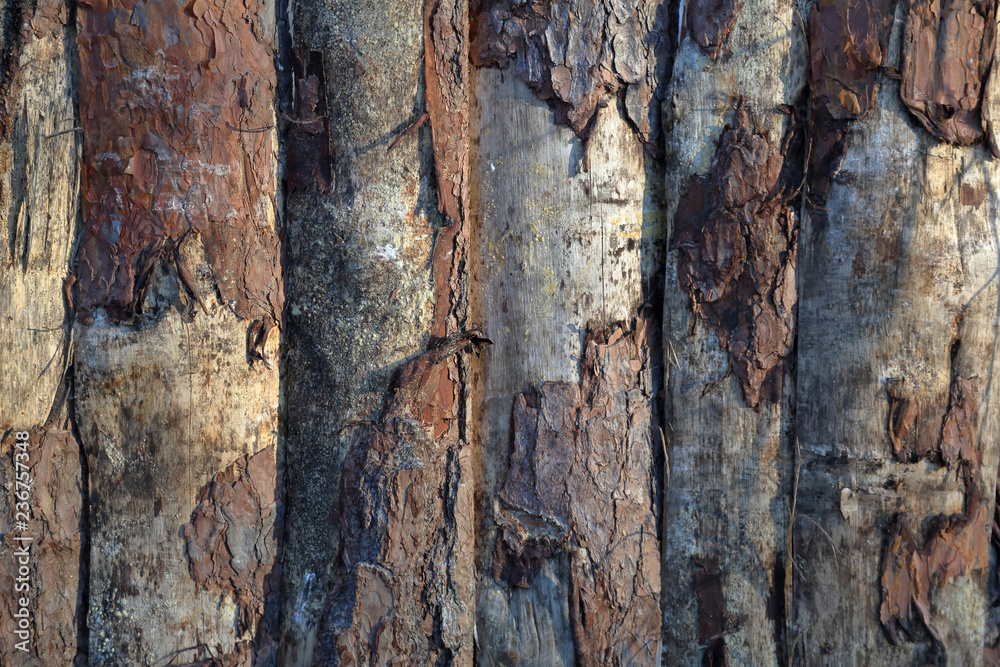 Obraz premium The textured surface of the bark of the old perennial deciduous tree