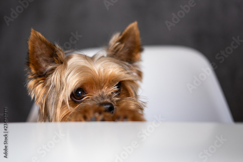 Dog Yorkshire Terrier at the table