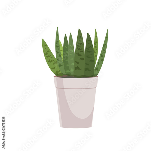 Homemade cute home plant in a beautiful colorful pot.