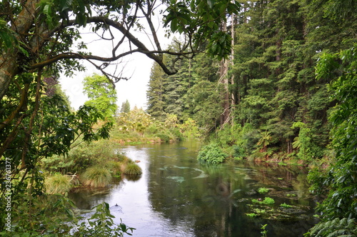 Californian Redwood trees growing in the Redwood Memorial Grove, Rotorua, New Zealand