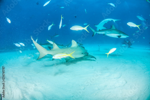 Fototapeta Naklejka Na Ścianę i Meble -  Lemon shark at the Bahamas