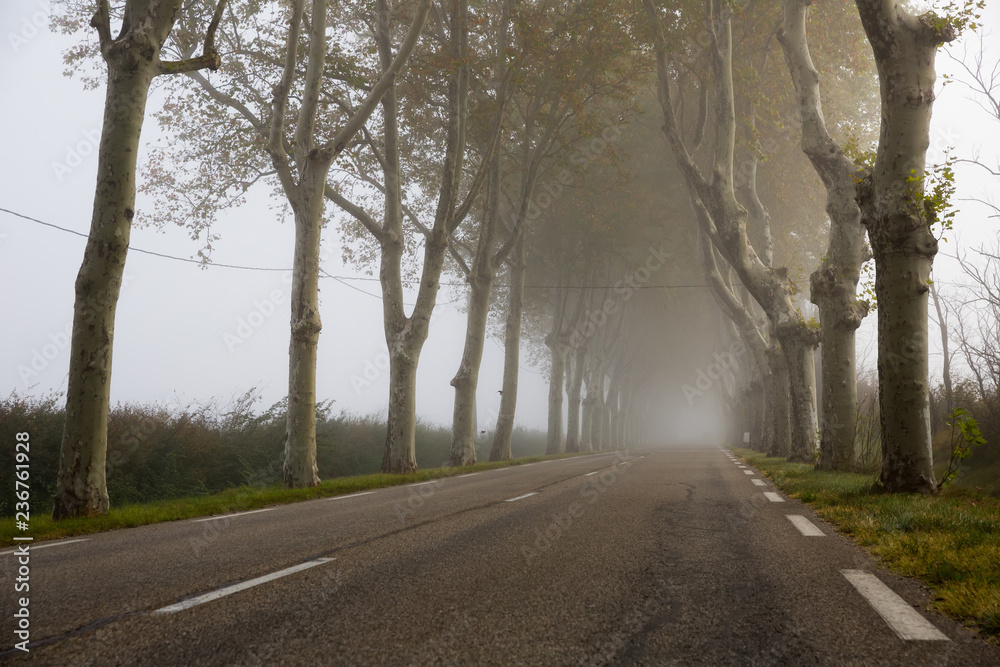Road in fog among trees