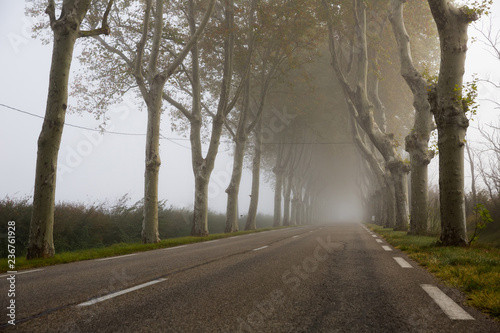 Road in fog among trees