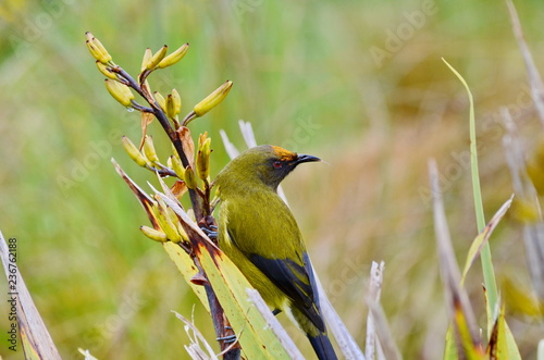 Bellbird in the wild on the South Island in New Zealand. photo