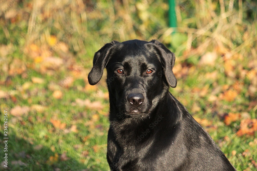 beautiful black labrador head portrait in the autumn garden beautiful black labrador head portrait in the autumn garden