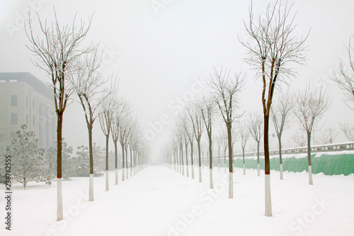 Wallpaper Mural trees in the frost and snow Torontodigital.ca