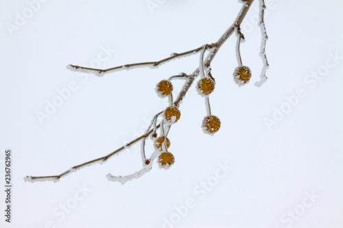 platane fruit in the frost and snow