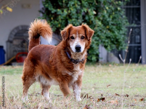 Portrait of a small, brown dog in the garden.