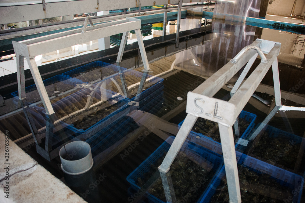 Oysters in the machine to sort them Oysters in the machine to sort them