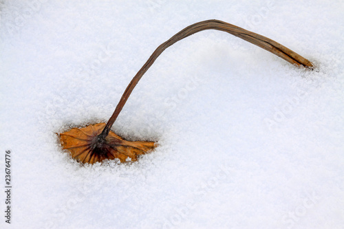 Dry lotus leaf in the snow