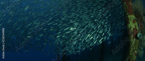Large shoal of fish, Blacktip sardinella (Sardinella melanura) ripples and sways under a jetty, Raja Ampat, Indonesia