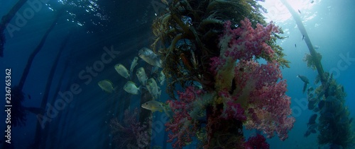 Mystic mood.Schools of Fish around the Jetty seek shelter, Goldspot spinefoot, Siganus lineatus, Raja Ampat, Indonesia