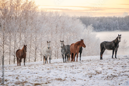 horses in snow photo