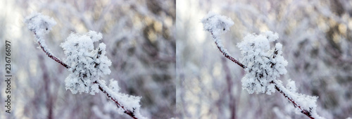 Stereo pair with sprig puzyreplodnika kalinolistnogo, Physocarpus opulifolius clear winter day. Shallow depth of field. photo