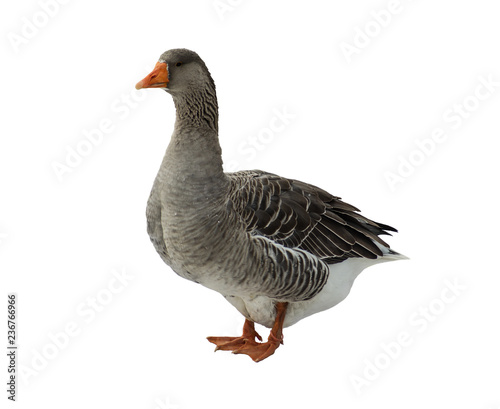 Domestic goose. Anser domesticus