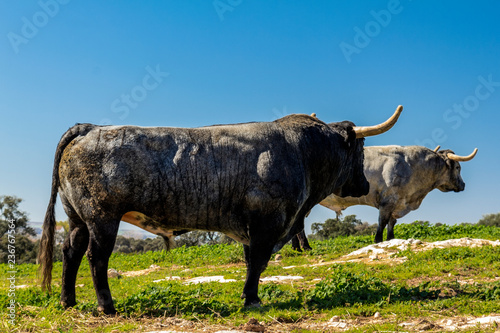 Toro bravo en su entorno natural, la Dehesa Andaluza.