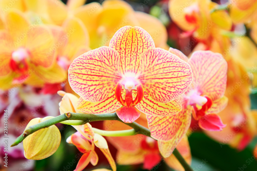 yellow butterfly orchid yellow butterfly orchid