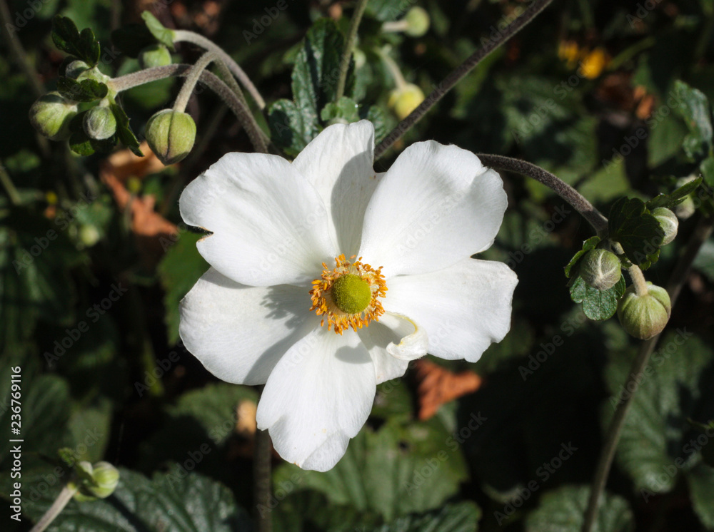 beautiful flowers in nature in the botanical garden beautiful flowers in nature in the botanical garden