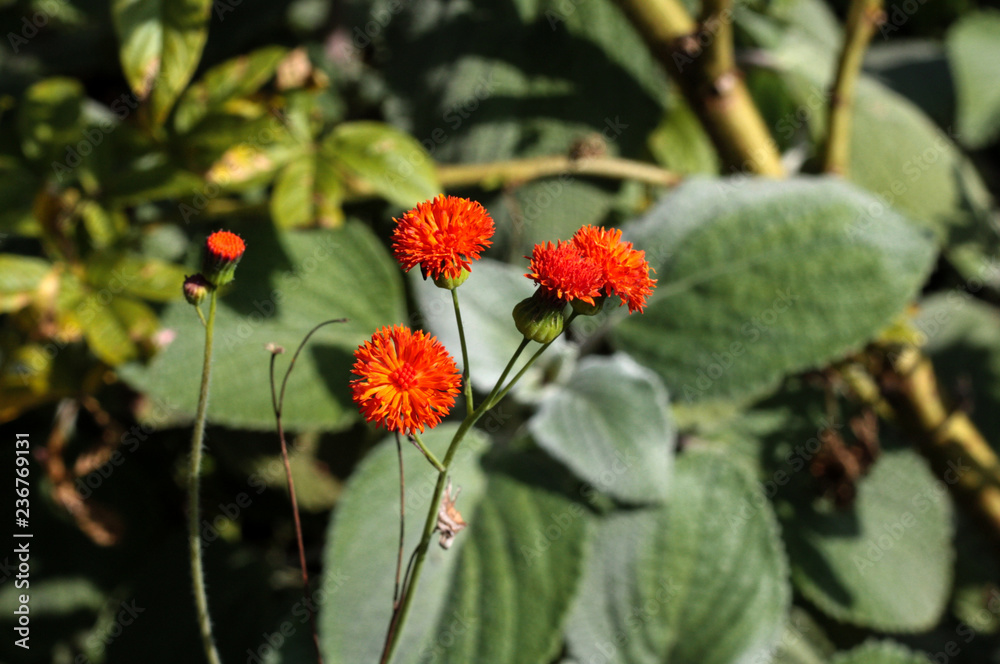 beautiful flowers in nature in the botanical garden beautiful flowers in nature in the botanical garden