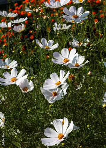 beautiful flowers in nature in the botanical garden photo