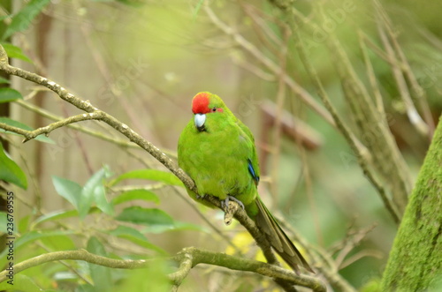 Red-crowned Parakeet, New Zealand