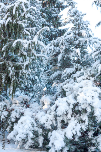 Winter background of snow and frost with free space for your decoration.