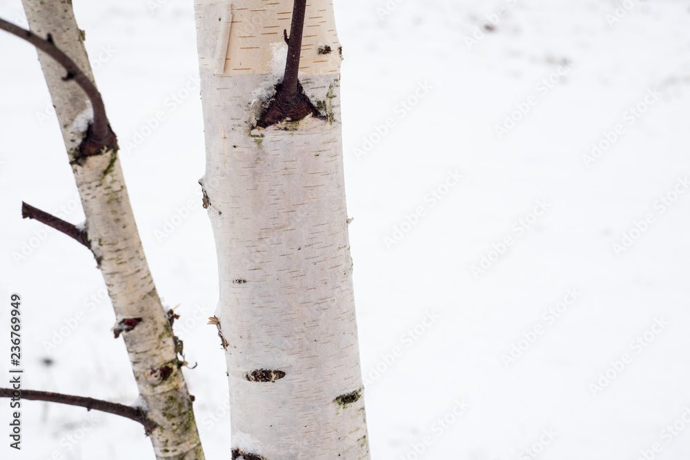 Naklejka premium White birch on a background of white snow