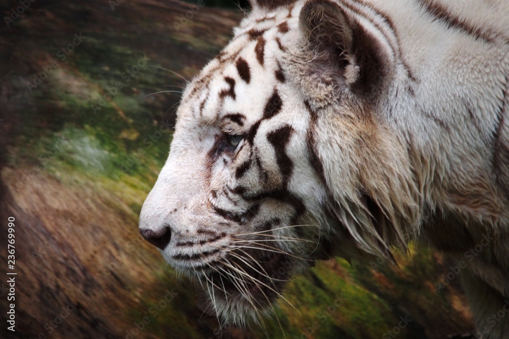 Portrait of White Tiger