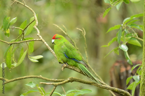 Red-crowned Parakeet, New Zealand