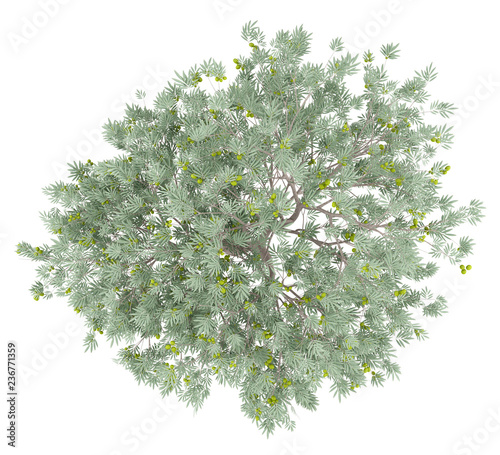 olive tree with olives isolated on white background. top view