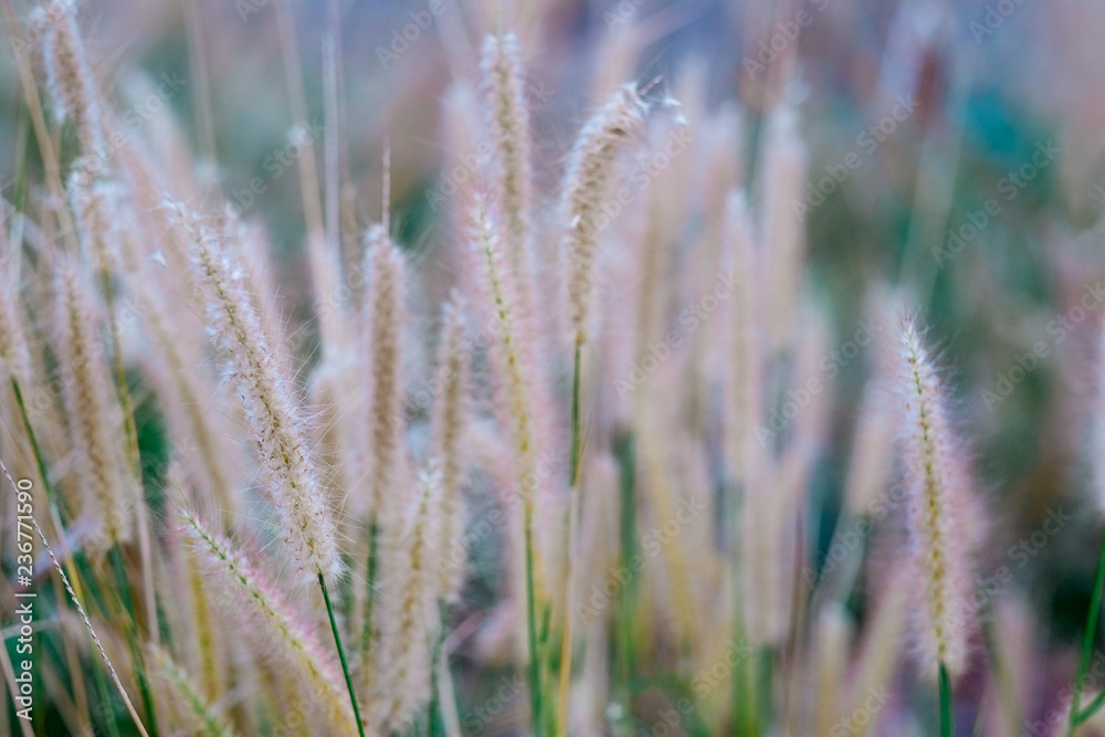 Blurred green grass with sun light , Wild grass's natural background. Blurred green grass with sun light , Wild grass's natural background.