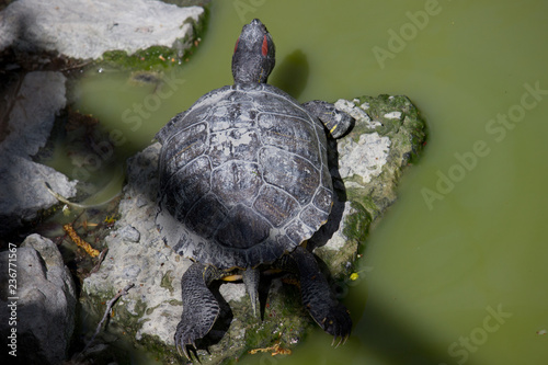 Turtle or tortoise 