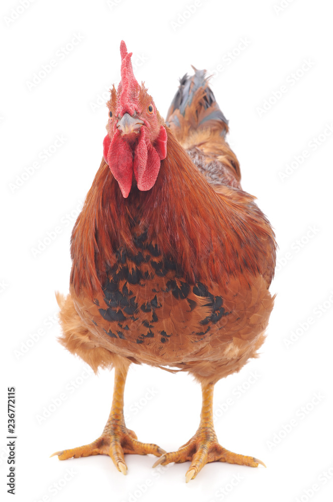 Fototapeta premium One red cock.