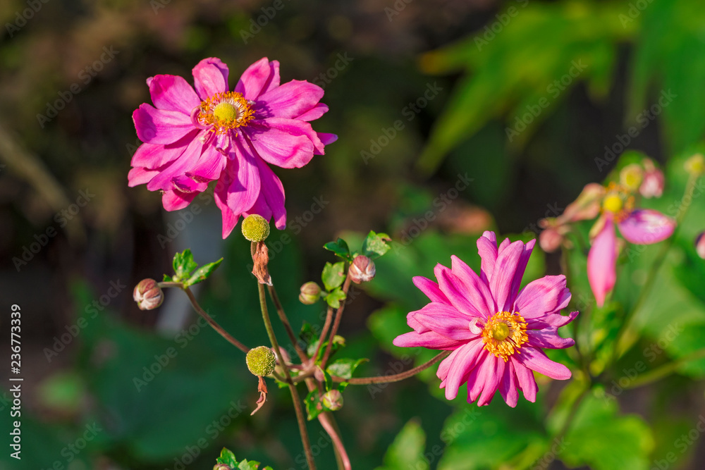 garden nature colorful plant blossom