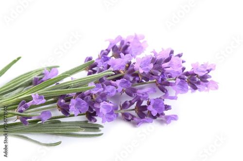 Fototapeta Naklejka Na Ścianę i Meble -  Bouquet of lavender.