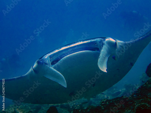 A giant oceanic Manta Ray (Manta birostris) in the Indian Ocean