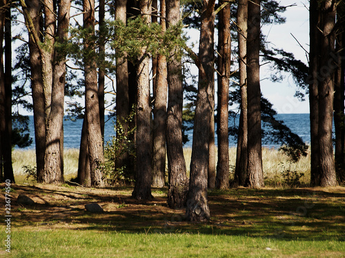 Wald und Meer auf Öland