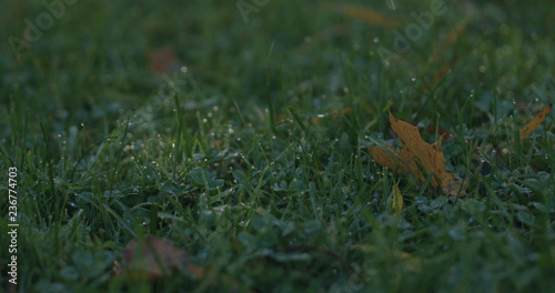 Closeup green grass with fallen leaves in the morning © GCapture