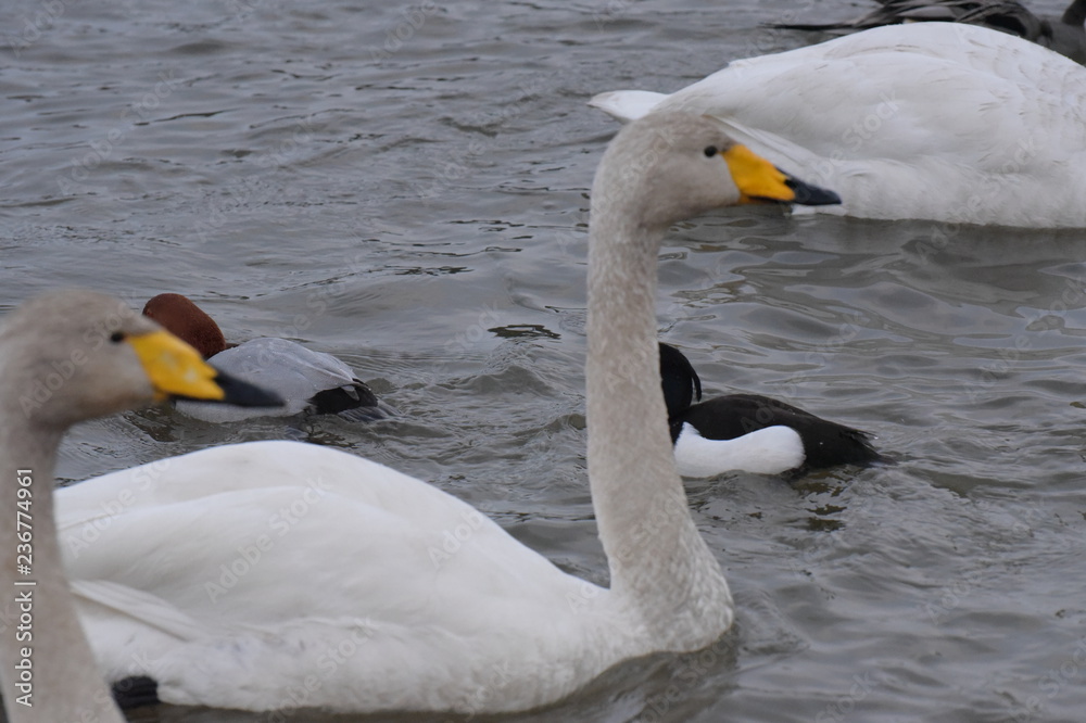 Obraz premium 田尻池の白鳥