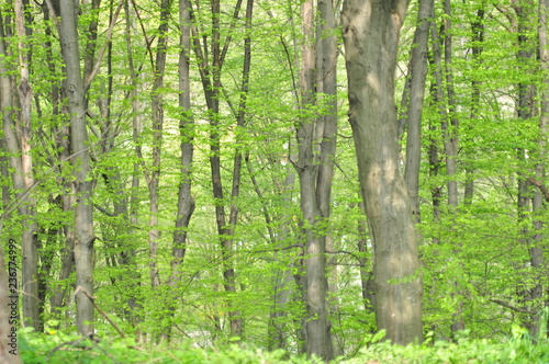 Fototapeta Naklejka Na Ścianę i Meble -  forêt, lumière entre les arbres un jour ensoleillé