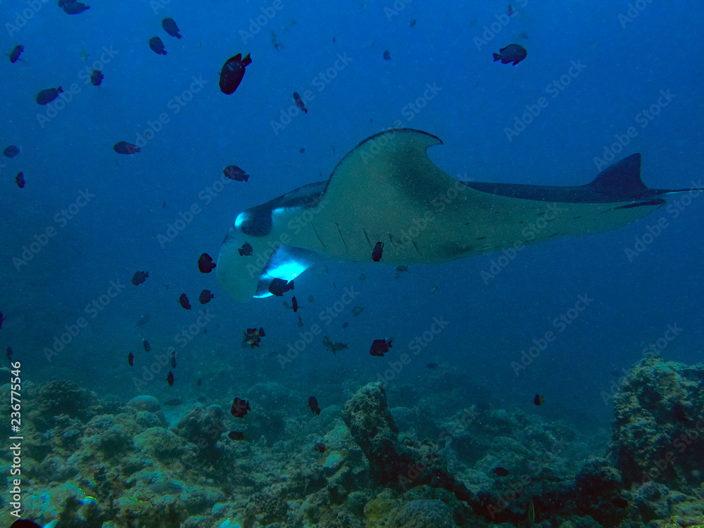 Fototapeta premium A giant oceanic Manta Ray (Manta birostris) in the Indian Ocean